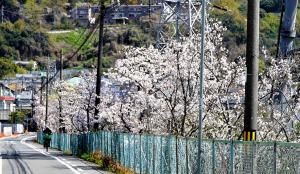 桜や紅葉