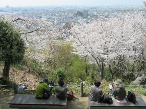 飯盛山見晴らし台からの桜