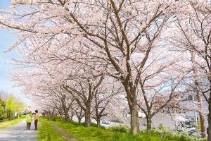 深北緑地の桜