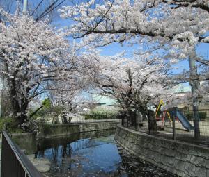 御領水路の桜
