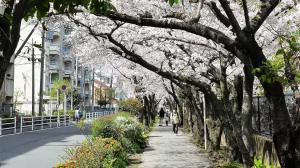 深野桜並木