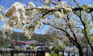 中垣内浜公園の桜