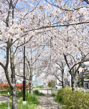 南郷公園の桜