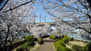 御供田八幡神社八幡宮前の桜