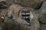 ああ