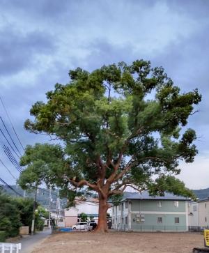平野屋新田会所の大クス（伐採前）