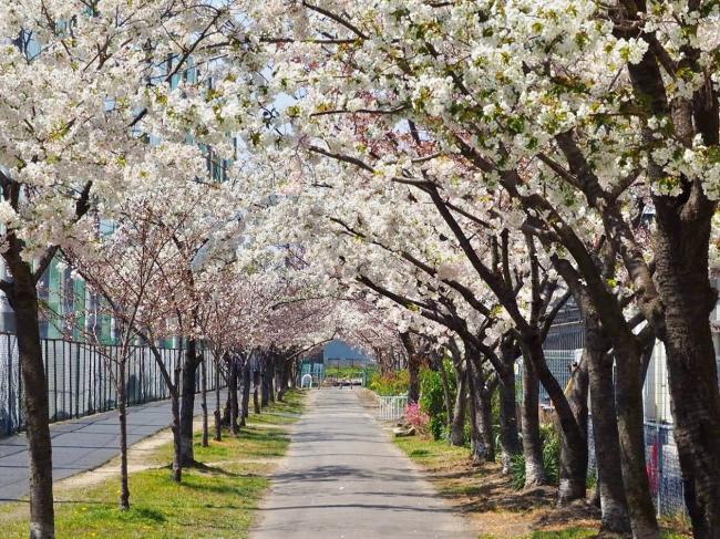 桜並木