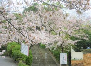 野崎観音の桜