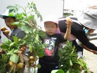 じゃｙがいも掘り